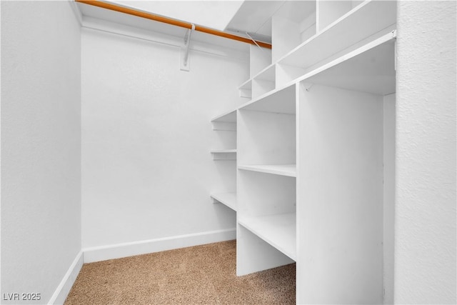 walk in closet with carpet flooring