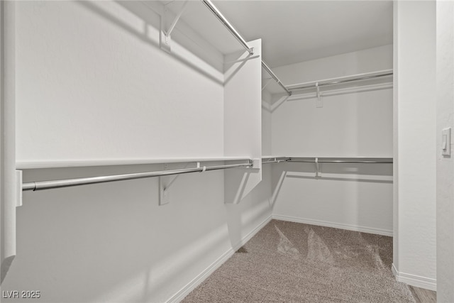 spacious closet featuring carpet floors