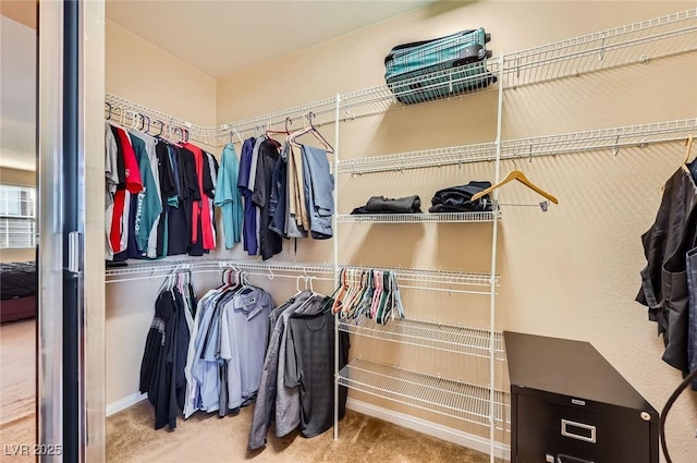 walk in closet with carpet flooring