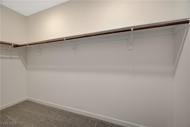 spacious closet featuring carpet flooring