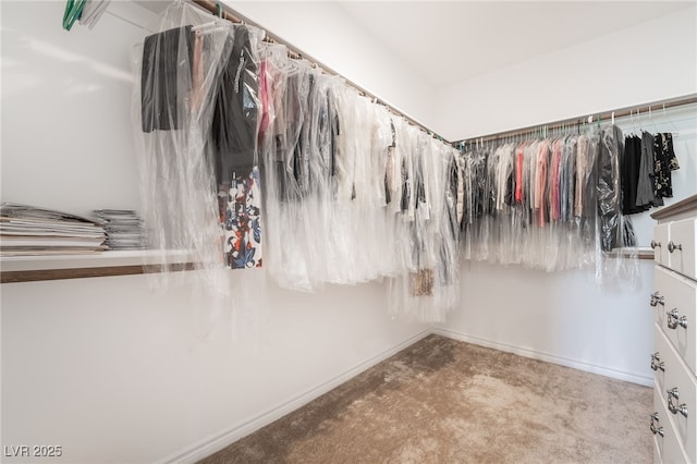 spacious closet featuring carpet