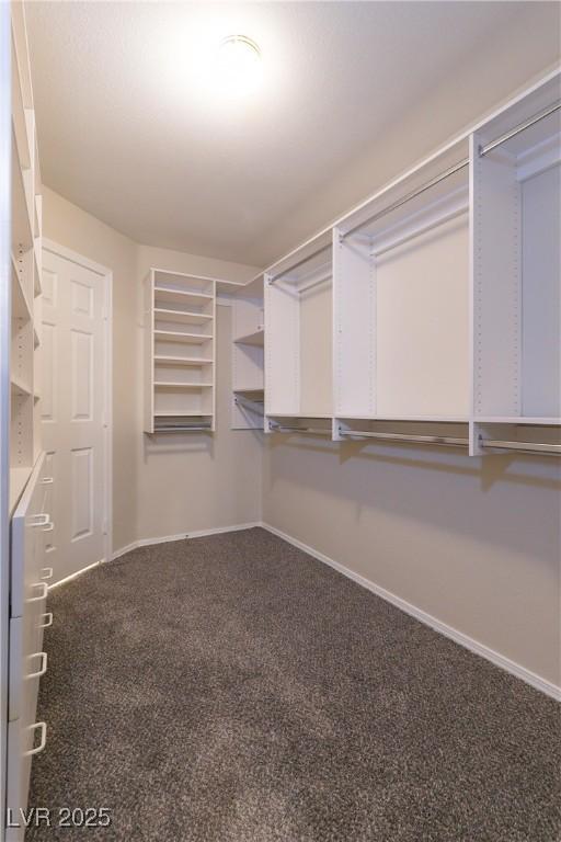 spacious closet featuring carpet