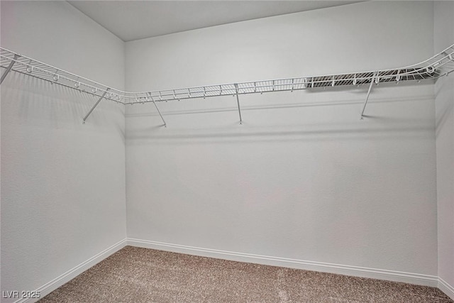 spacious closet with carpet flooring