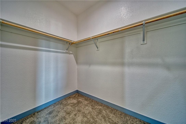 walk in closet featuring carpet floors