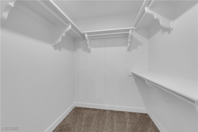 spacious closet with carpet floors