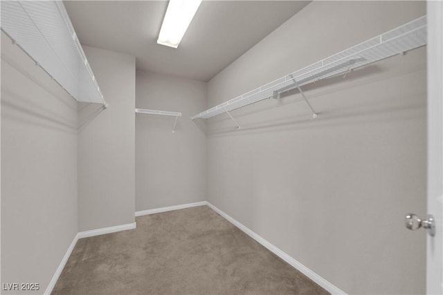 walk in closet featuring carpet floors