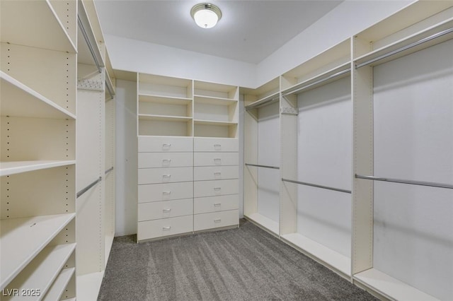 walk in closet with carpet flooring