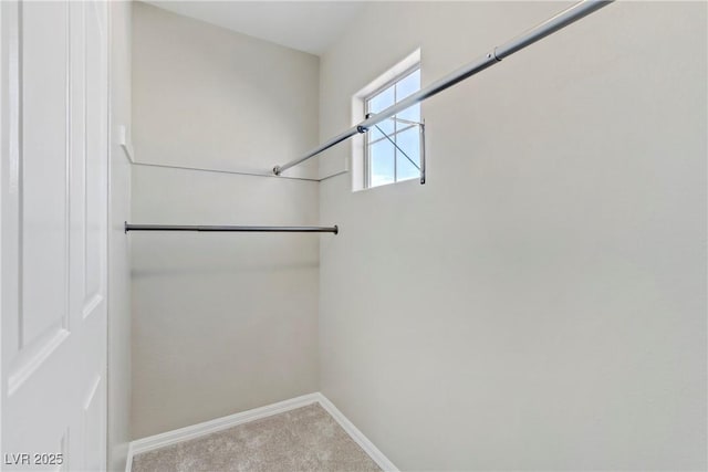 spacious closet featuring carpet