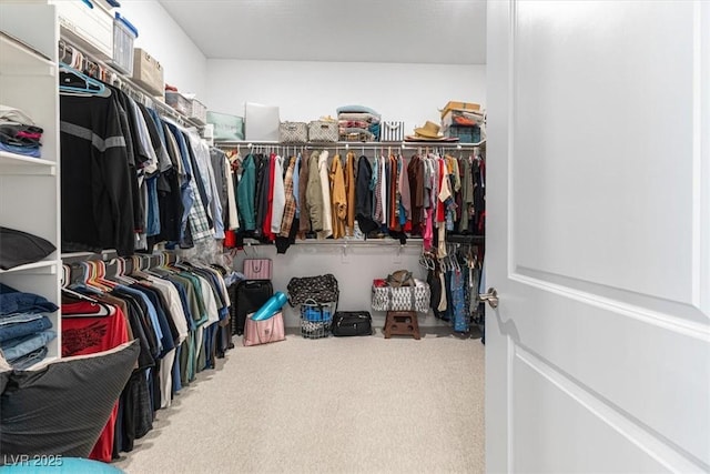 spacious closet featuring carpet