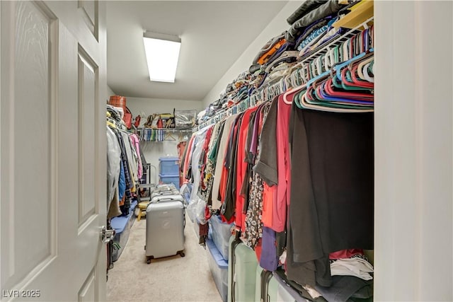 walk in closet featuring carpet flooring