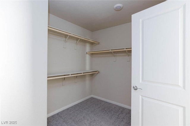 walk in closet featuring carpet flooring