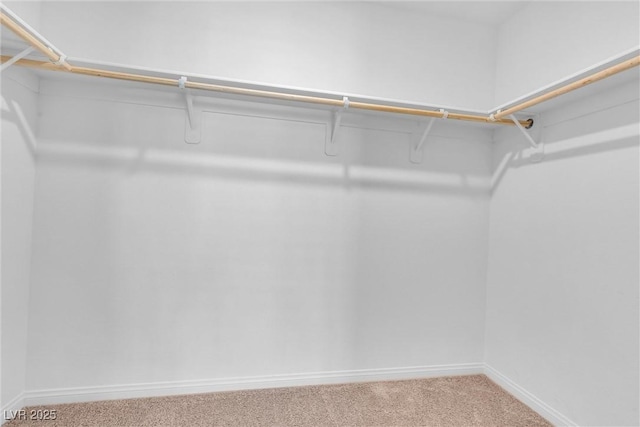 spacious closet featuring carpet floors