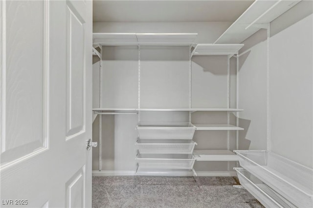 walk in closet with carpet floors