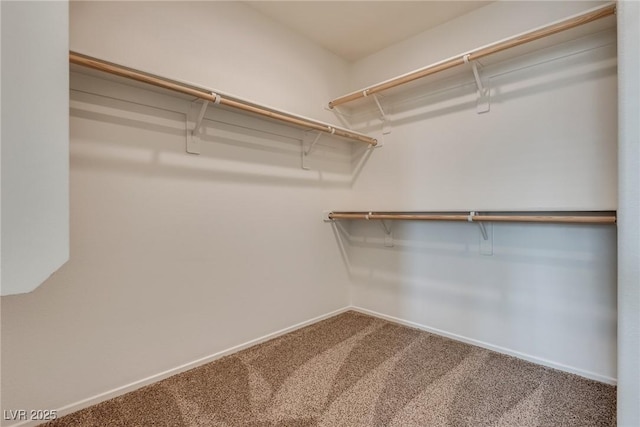 spacious closet featuring carpet