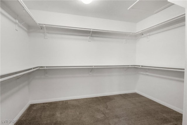 spacious closet featuring carpet