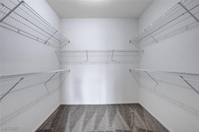 walk in closet with carpet flooring