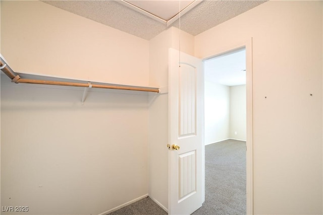 spacious closet featuring carpet floors