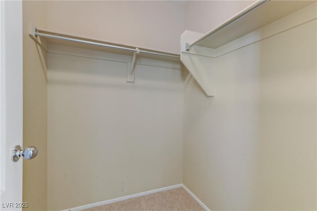 spacious closet featuring carpet floors