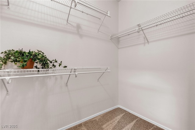 spacious closet featuring carpet