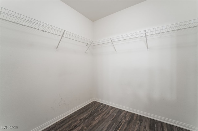 walk in closet with dark wood-type flooring