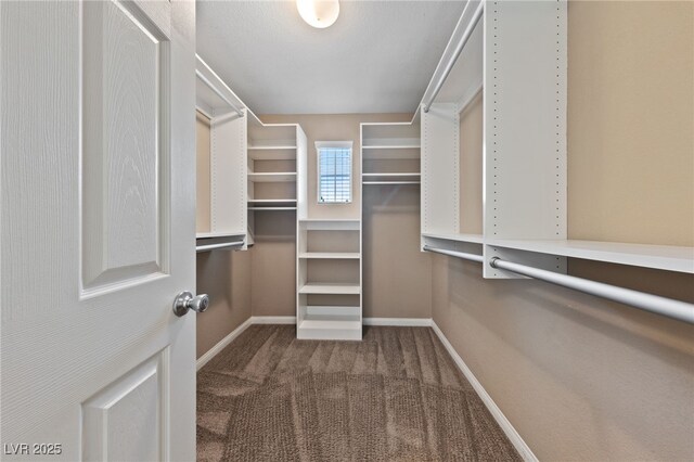 walk in closet featuring carpet