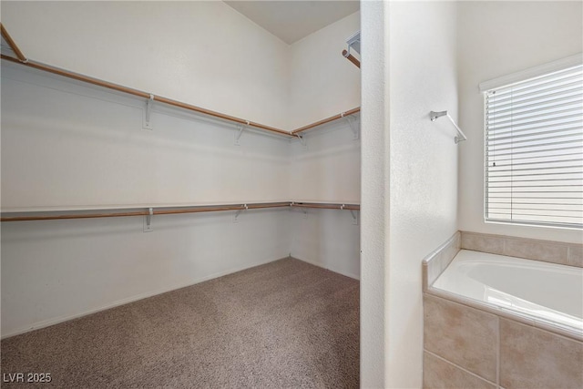 spacious closet with carpet floors