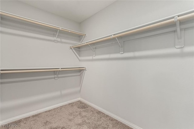 walk in closet with carpet floors