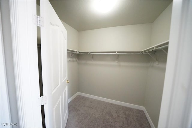 spacious closet featuring carpet