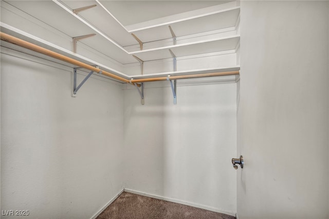 spacious closet with carpet