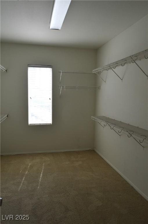 spacious closet with carpet