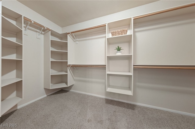 spacious closet featuring carpet