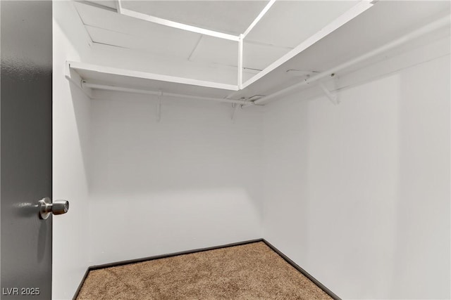 walk in closet featuring carpet flooring