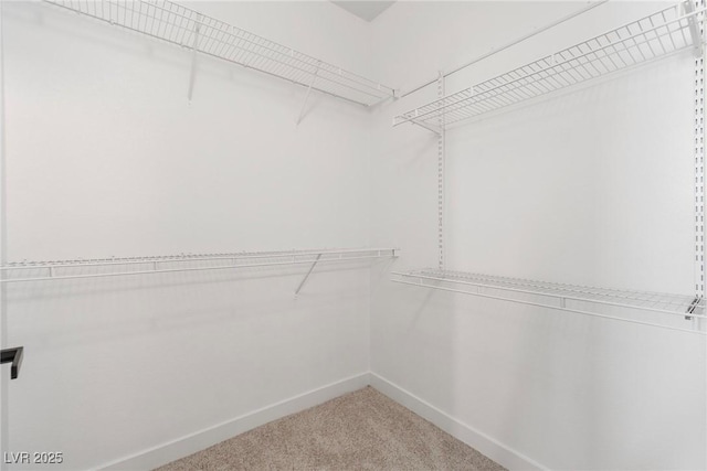 walk in closet featuring carpet