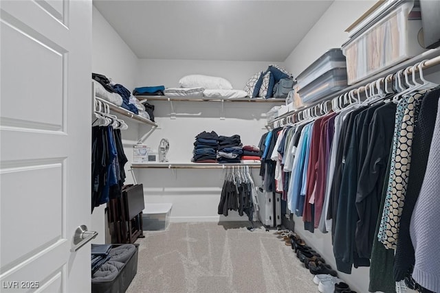 walk in closet with carpet flooring