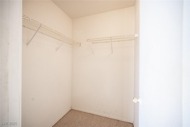 walk in closet featuring light colored carpet