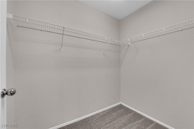 walk in closet with dark colored carpet