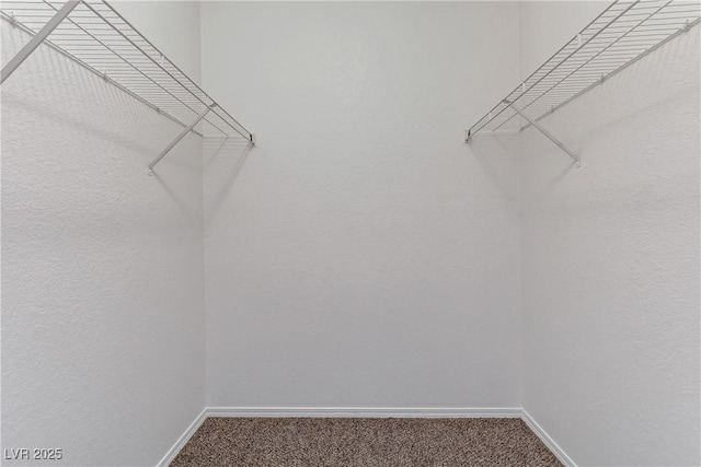 spacious closet featuring carpet flooring