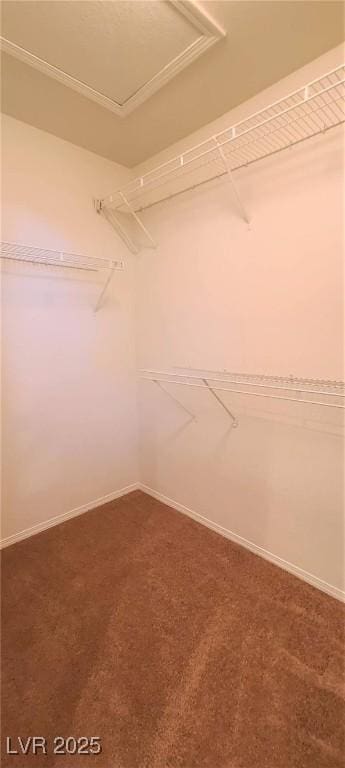 spacious closet with carpet