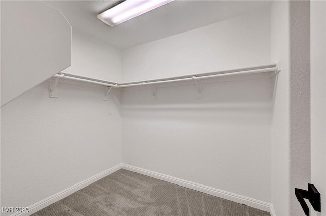 walk in closet featuring carpet floors