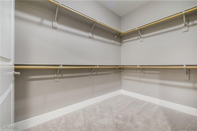 walk in closet with carpet flooring