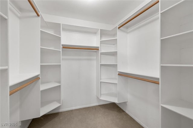 walk in closet featuring carpet flooring