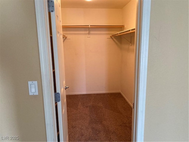 spacious closet featuring carpet flooring