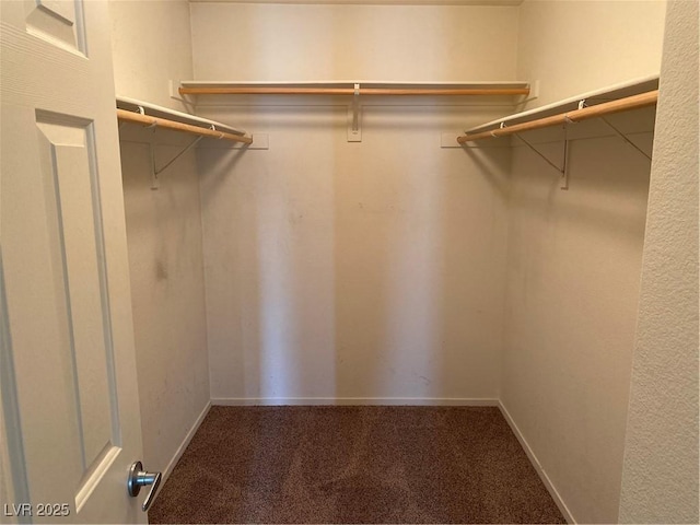 spacious closet featuring carpet flooring