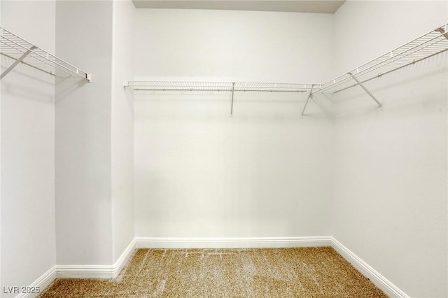 walk in closet featuring carpet floors