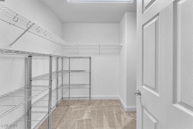 walk in closet with carpet