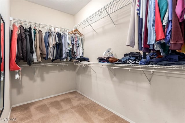 spacious closet featuring carpet flooring