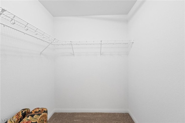 spacious closet featuring carpet flooring