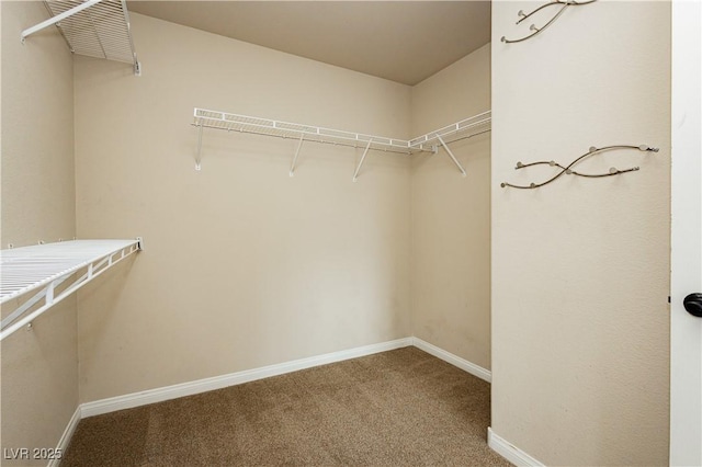 spacious closet featuring carpet floors