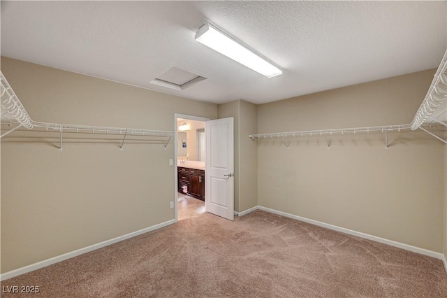 walk in closet with attic access and light carpet