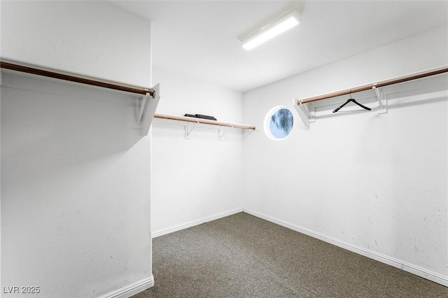 walk in closet with carpet flooring